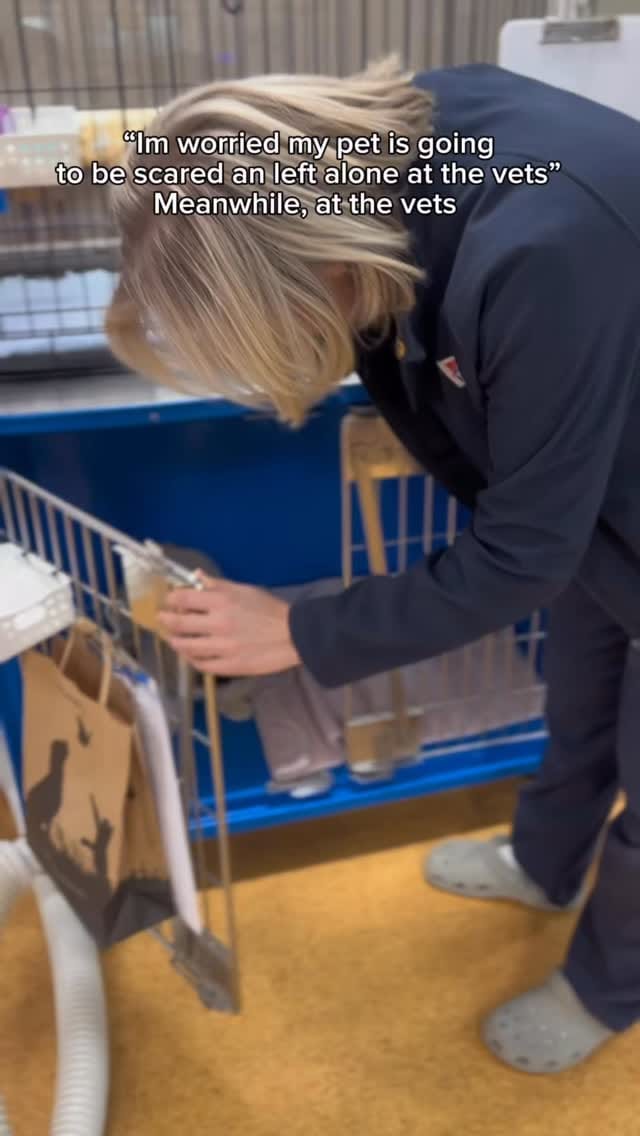 Post 8 by Sydney Animal Hospitals on Instagram (video)