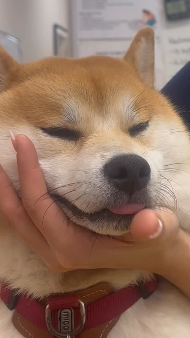 Post 6 by Sydney Animal Hospitals on Instagram (video)