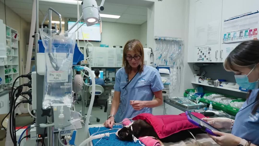 Post 10 by Sydney Animal Hospitals on Instagram (video)
