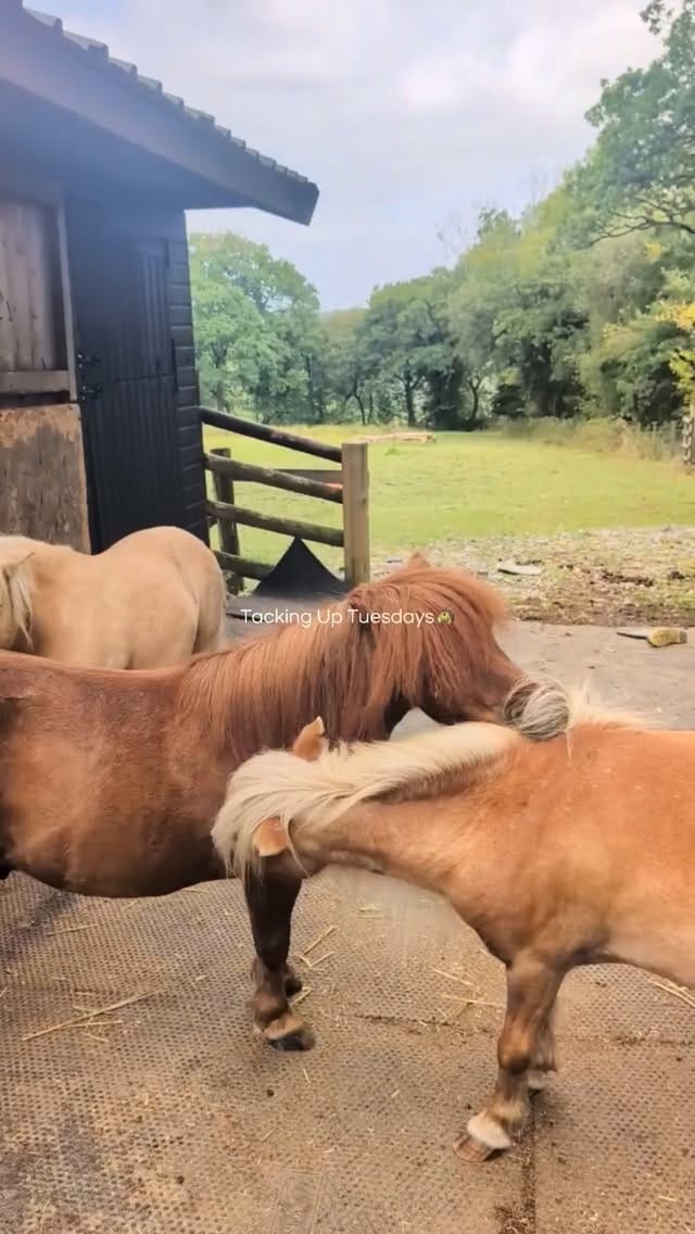Post 9 by Many Tears Animal Rescue on Instagram (video)