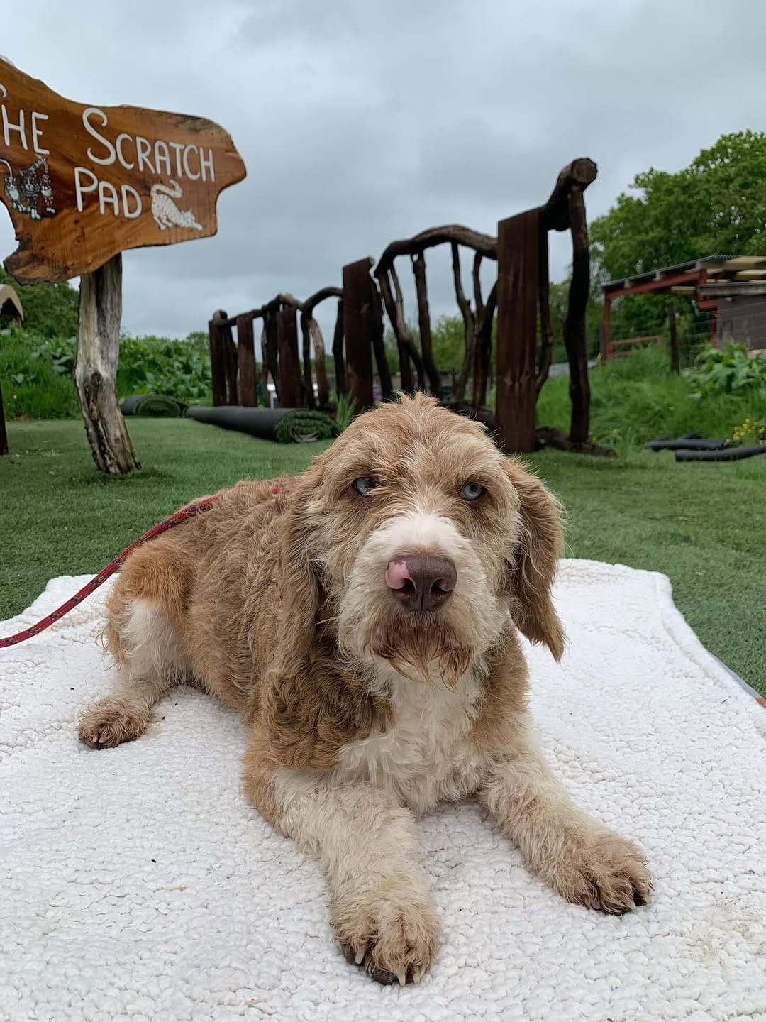 Post 5 by Many Tears Animal Rescue on Instagram (carousel)