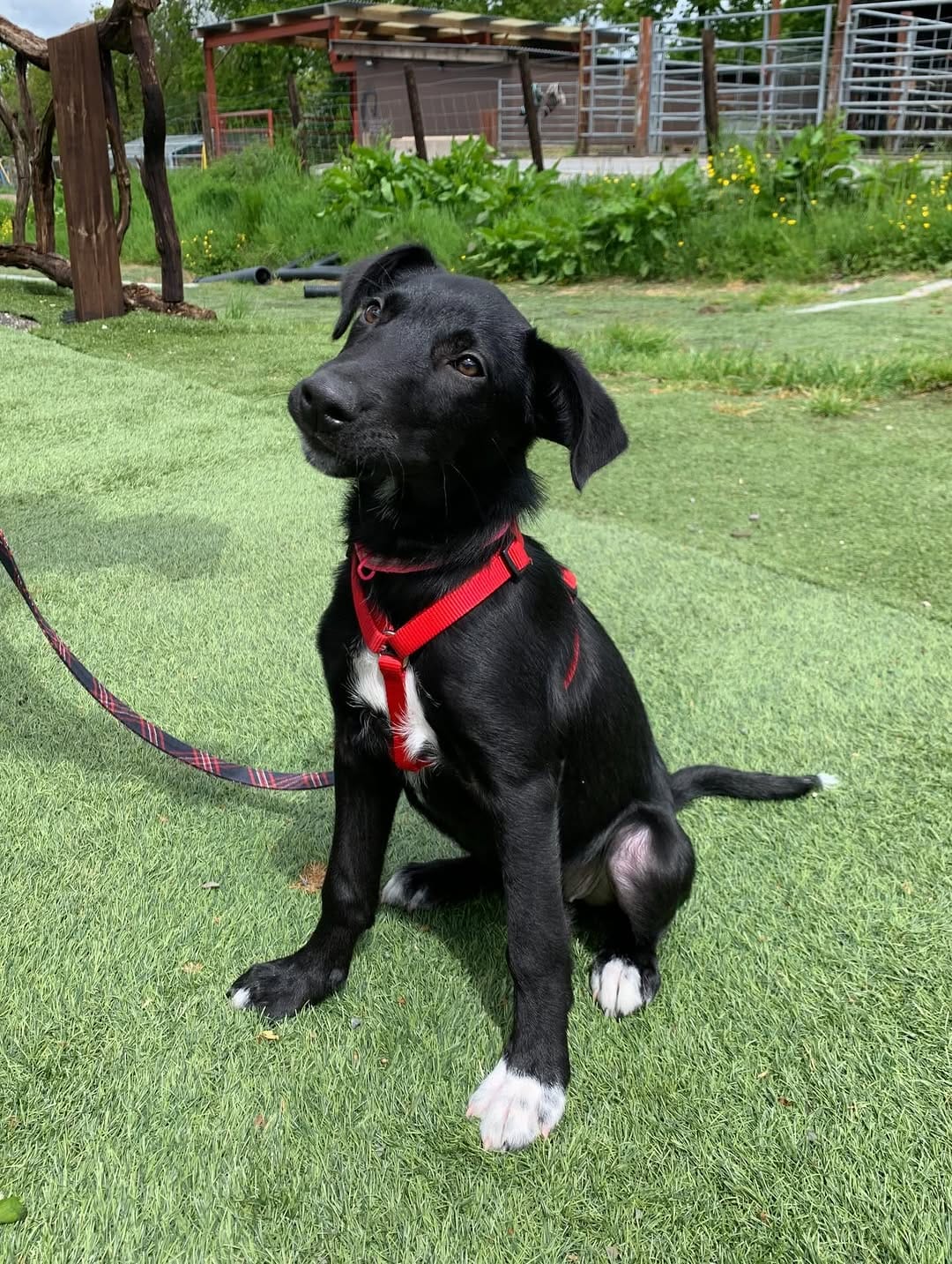 Post 10 by Many Tears Animal Rescue on Instagram (carousel)