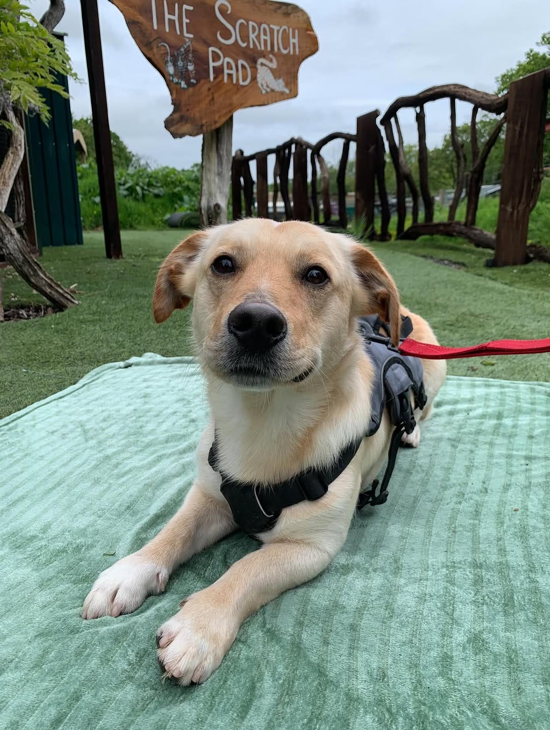 Post 4 by Many Tears Animal Rescue on Instagram (carousel)