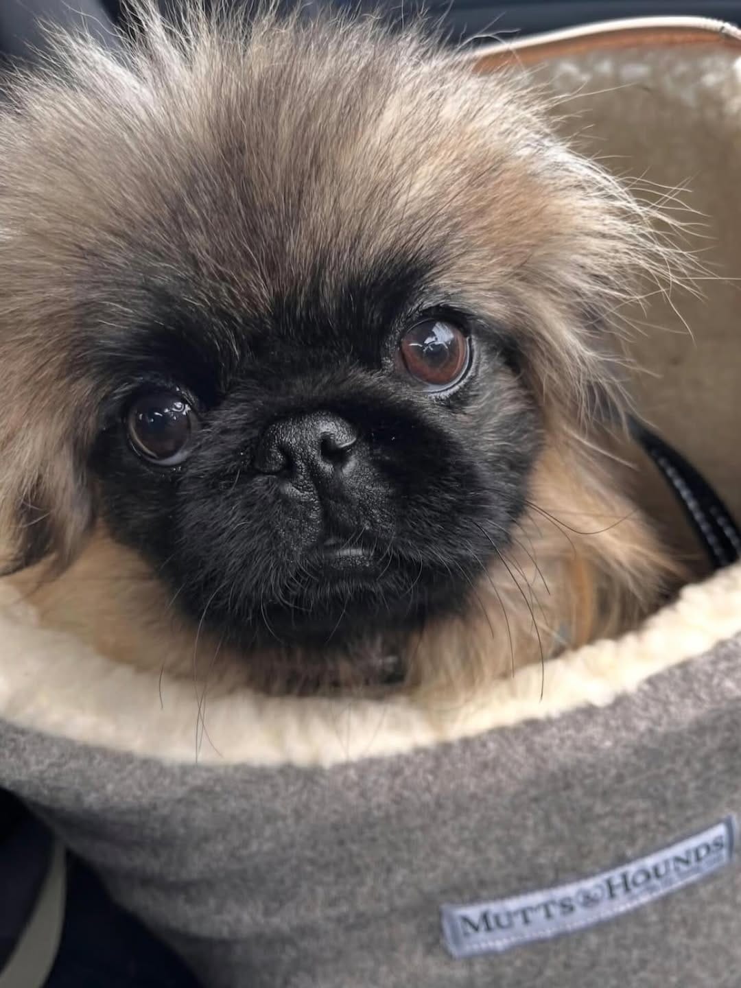 Post 7 by Mutts & Hounds on Instagram (image)