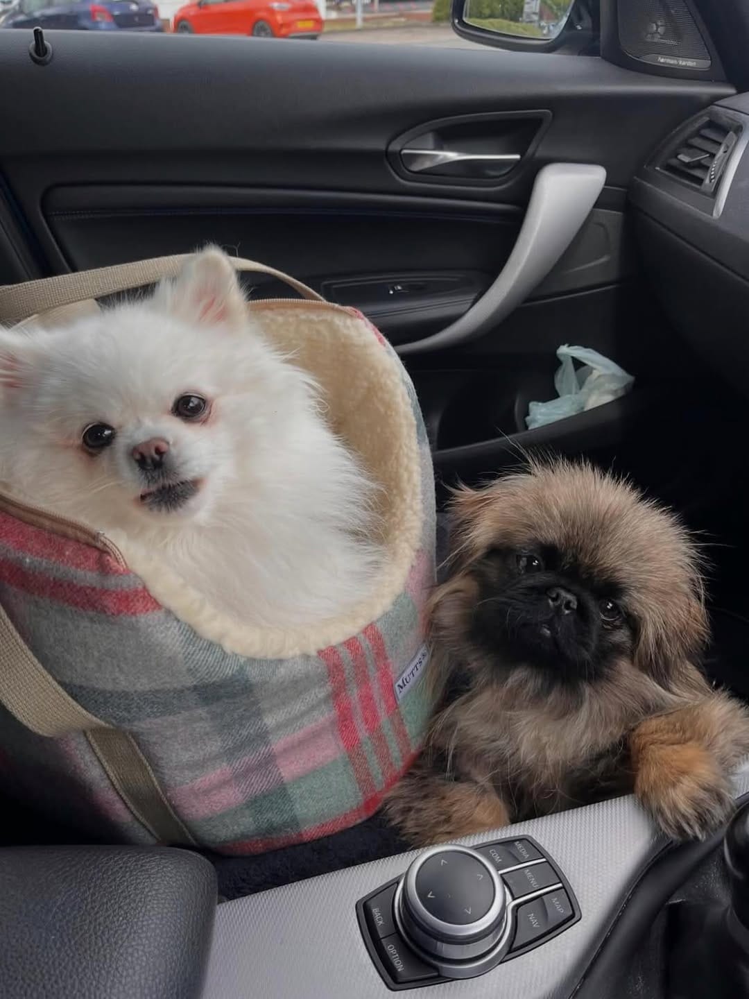 Post 2 by Mutts & Hounds on Instagram (image)