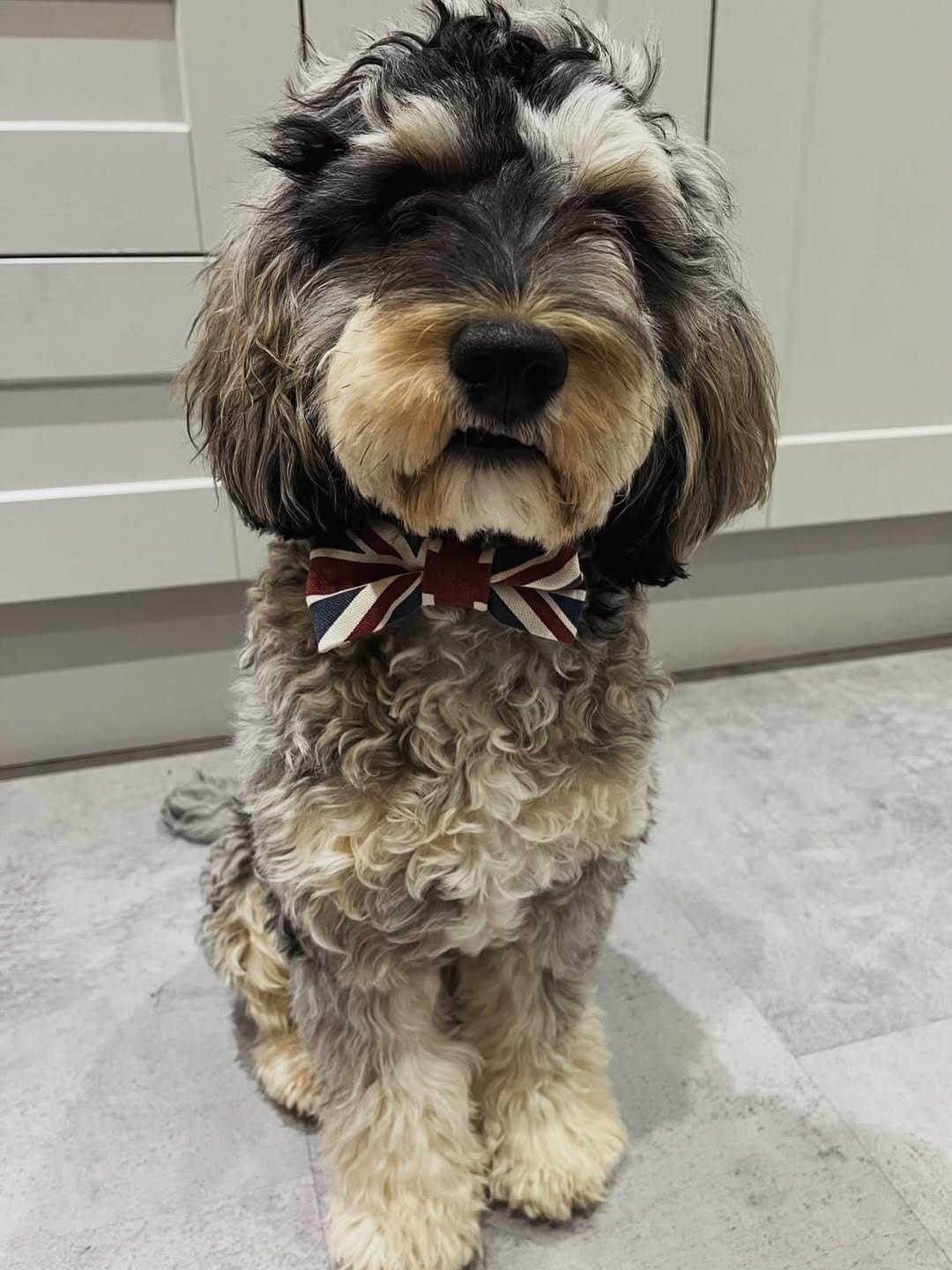 Post 8 by Mutts & Hounds on Instagram (carousel)