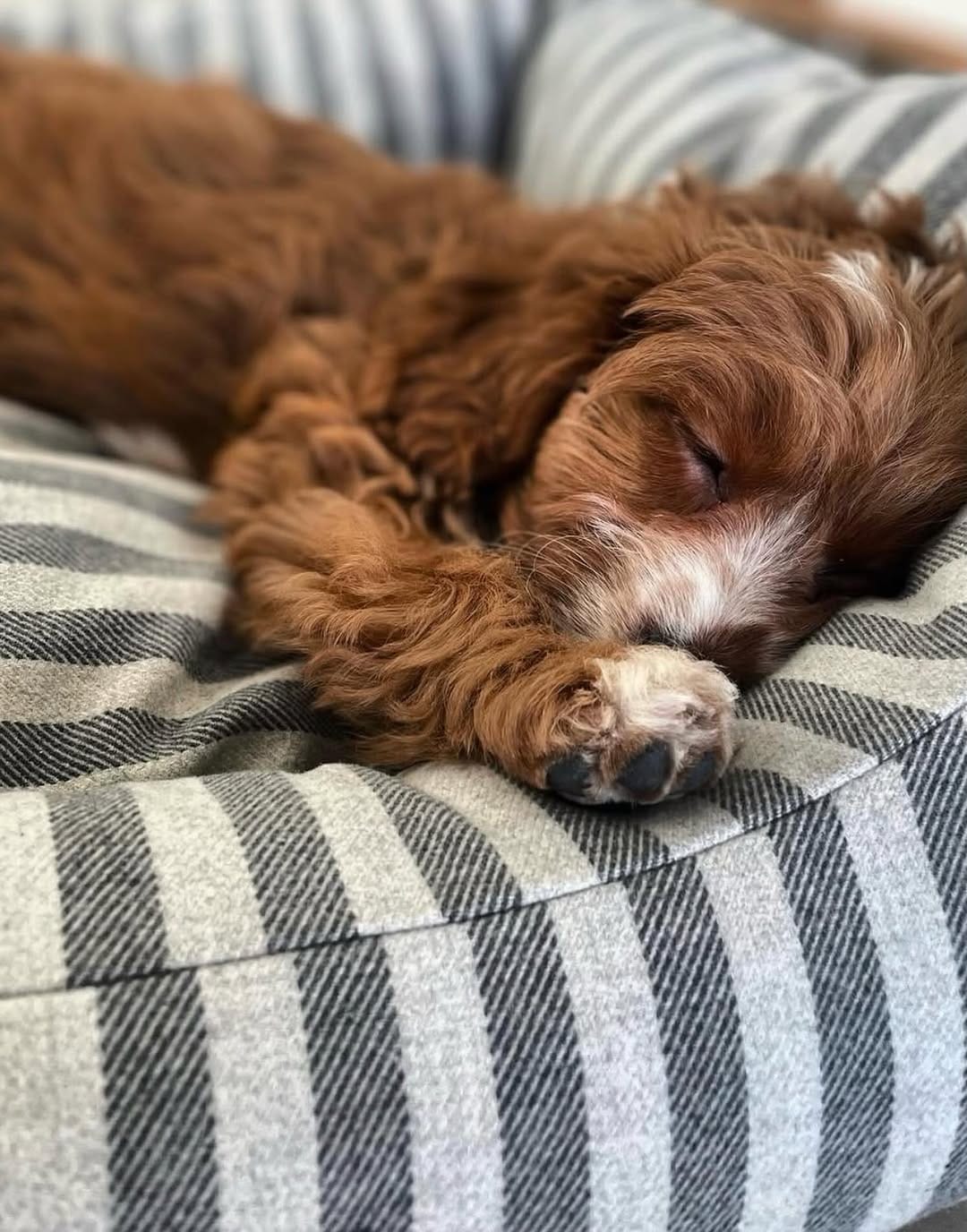 Post 4 by Mutts & Hounds on Instagram (image)