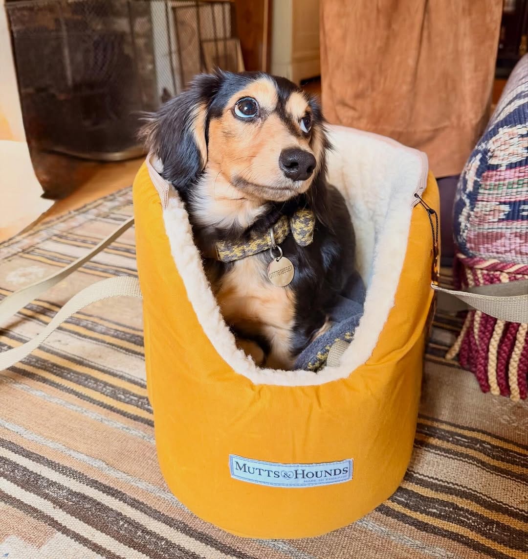 Post 10 by Mutts & Hounds on Instagram (image)