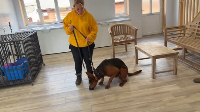 Post 3 by DDR Guard Dogs on Instagram (video)