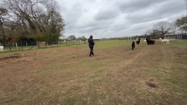 Post 10 by DDR Guard Dogs on Instagram (video)