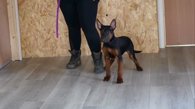 Post 4 by DDR Guard Dogs on Instagram (video)