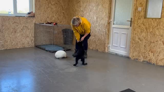 Post 8 by DDR Guard Dogs on Instagram (video)