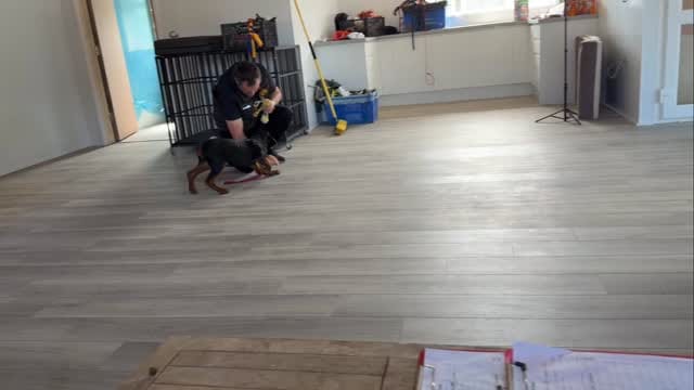Post 6 by DDR Guard Dogs on Instagram (video)