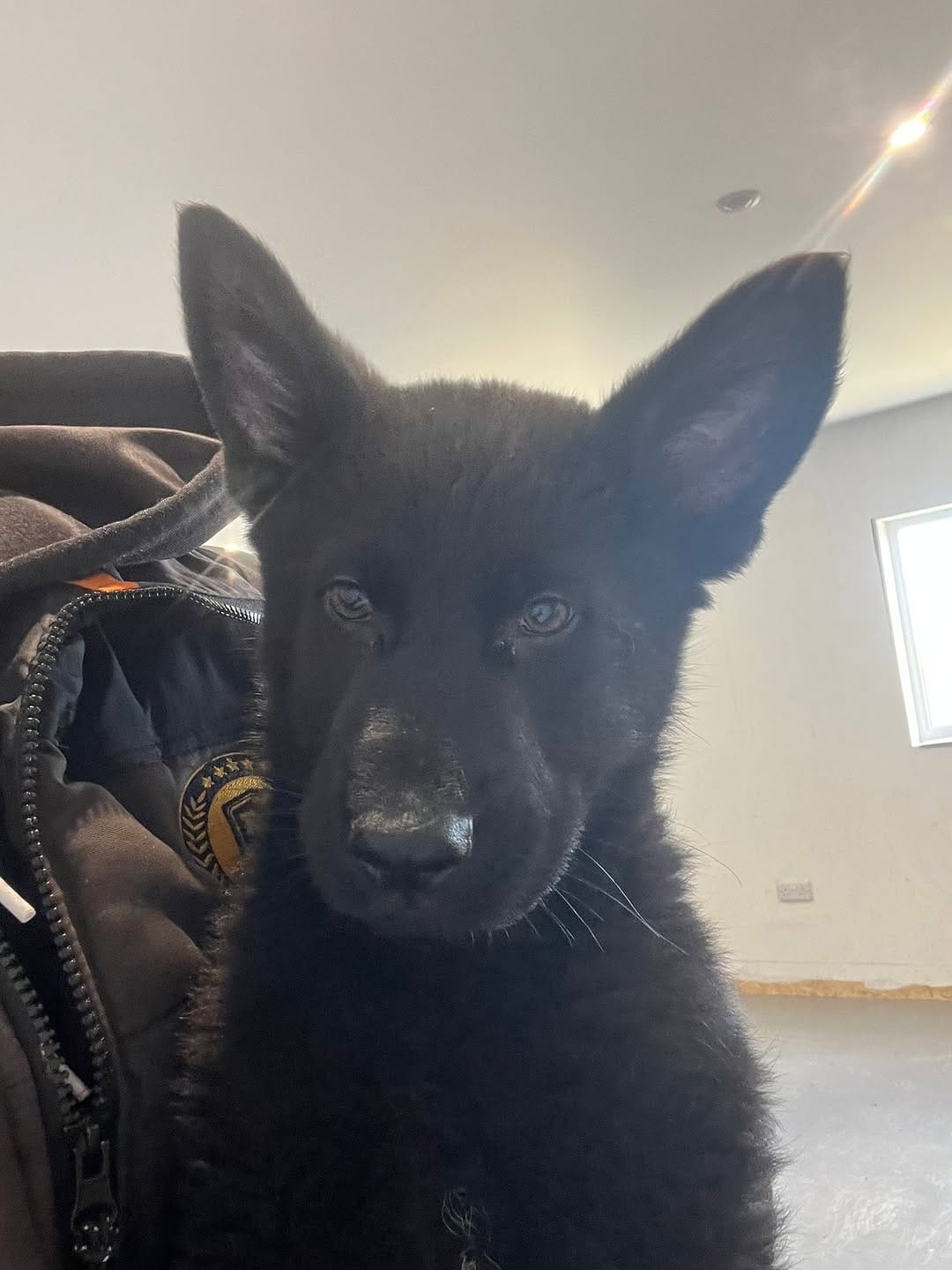 Post 9 by DDR Guard Dogs on Instagram (image)