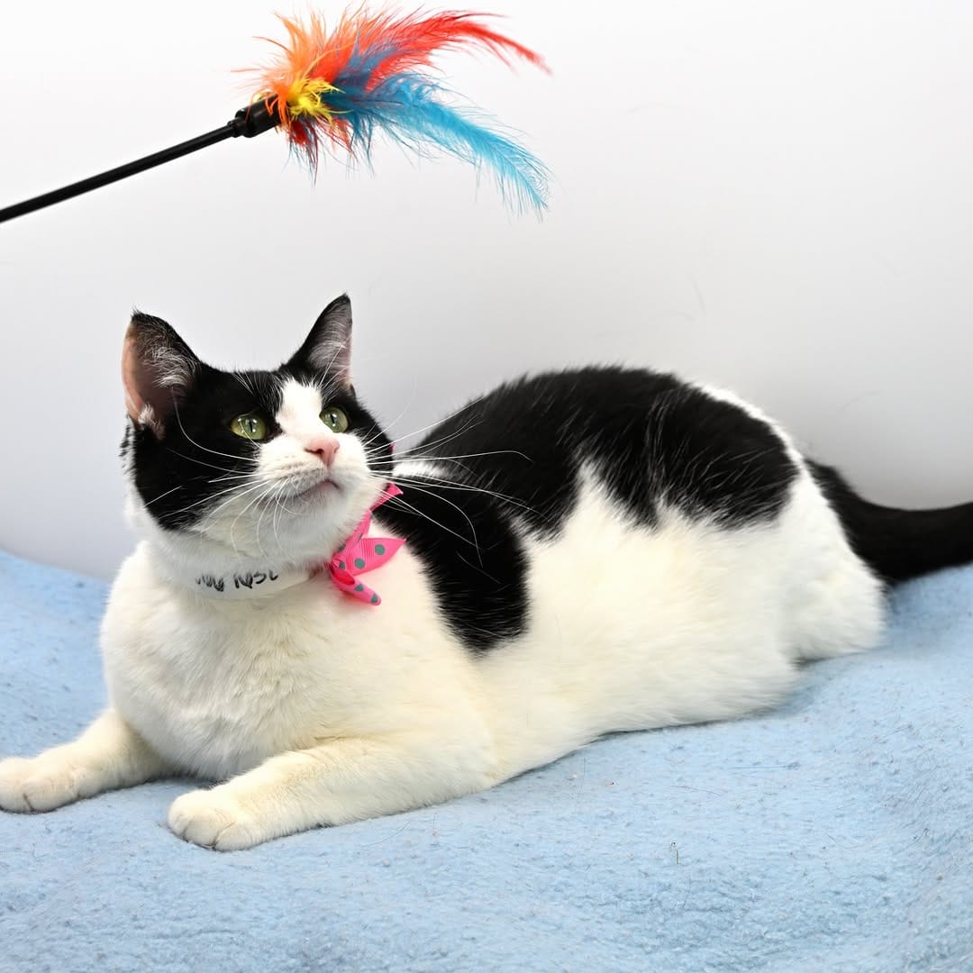 Post 4 by Kentucky Humane Society on Instagram (carousel)