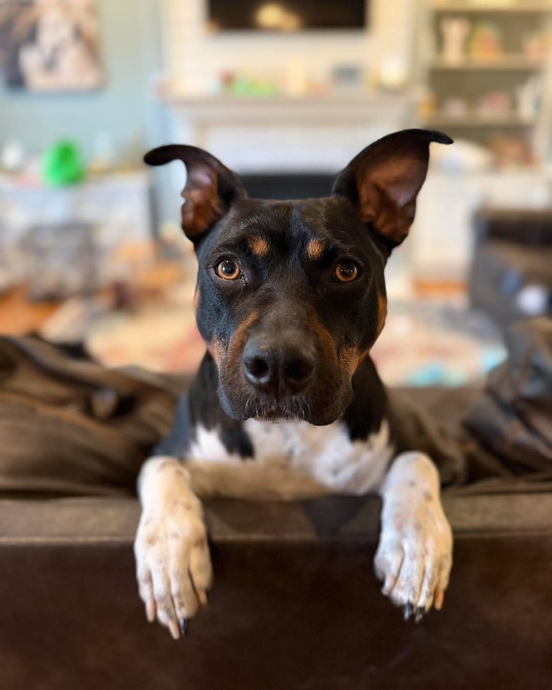 Post 8 by Kentucky Humane Society on Instagram (carousel)