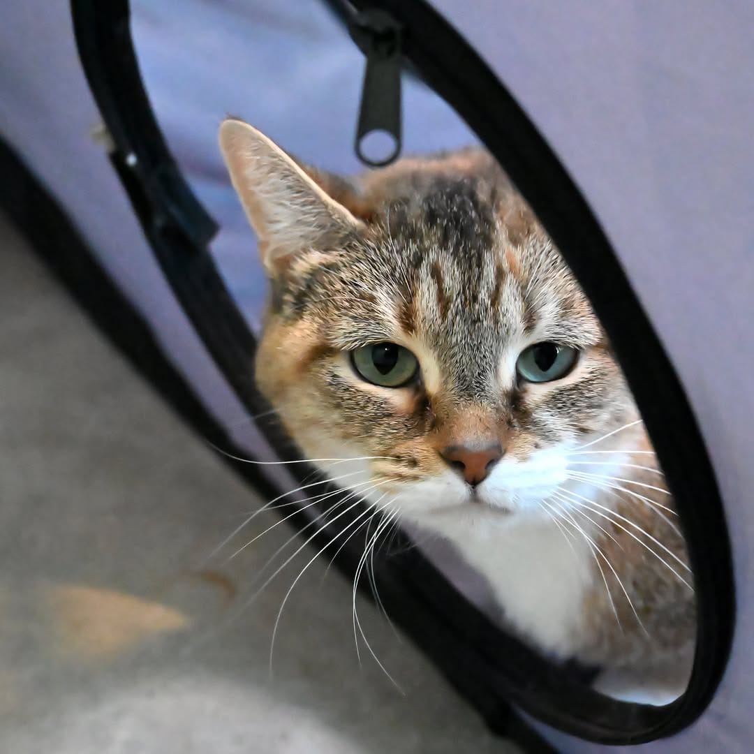Post 2 by Kentucky Humane Society on Instagram (carousel)