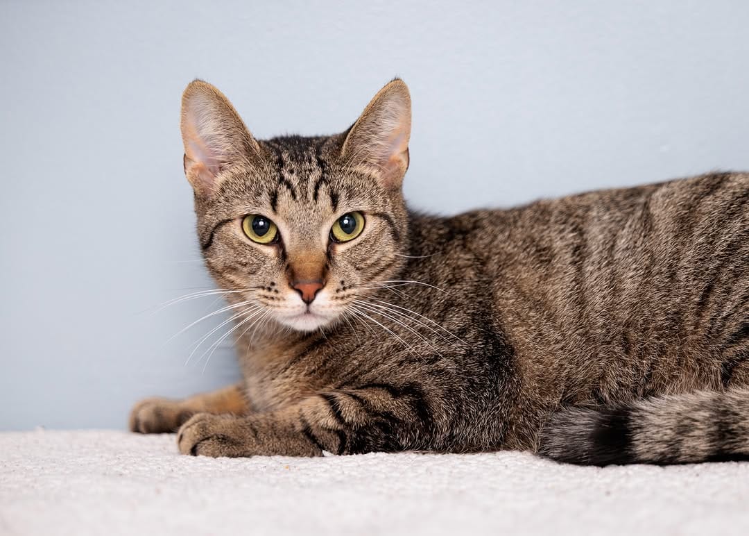 Post 3 by Kentucky Humane Society on Instagram (carousel)