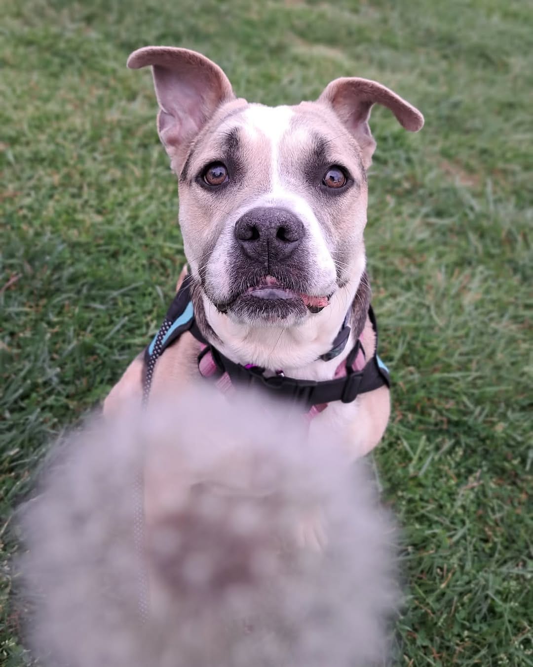 Post 9 by Kentucky Humane Society on Instagram (carousel)