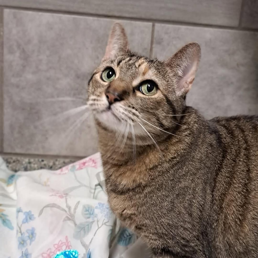 Post 1 by Kentucky Humane Society on Instagram (carousel)
