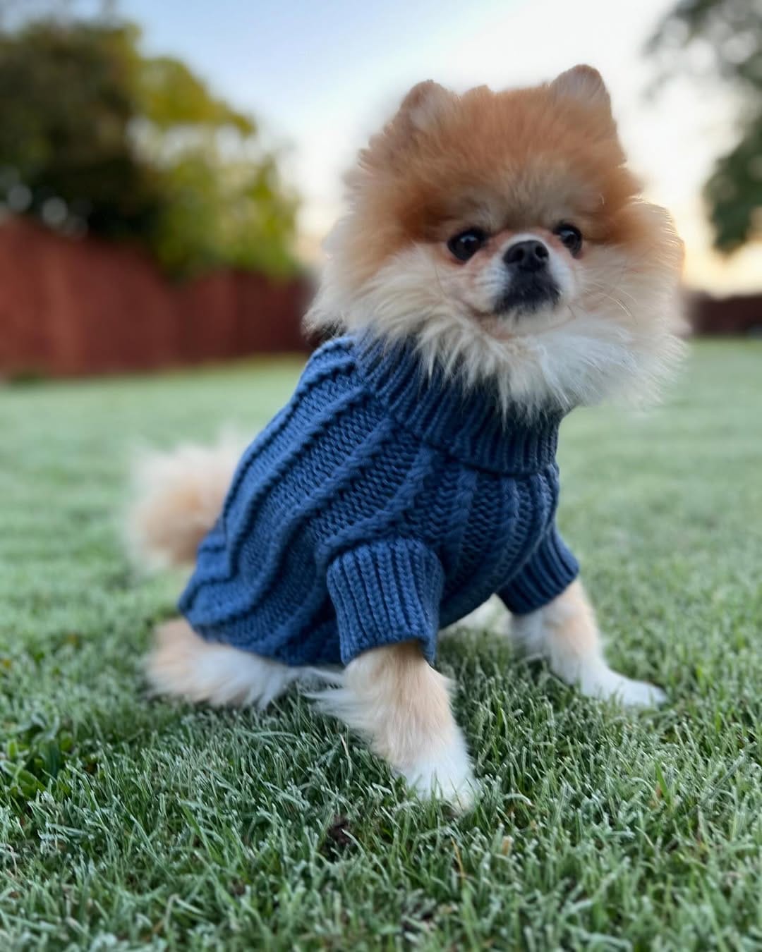 Post 8 by Aloise & Co Made to Wander ᴛᴍ | Dog Harnesses, Collars, Leads on Instagram (image)