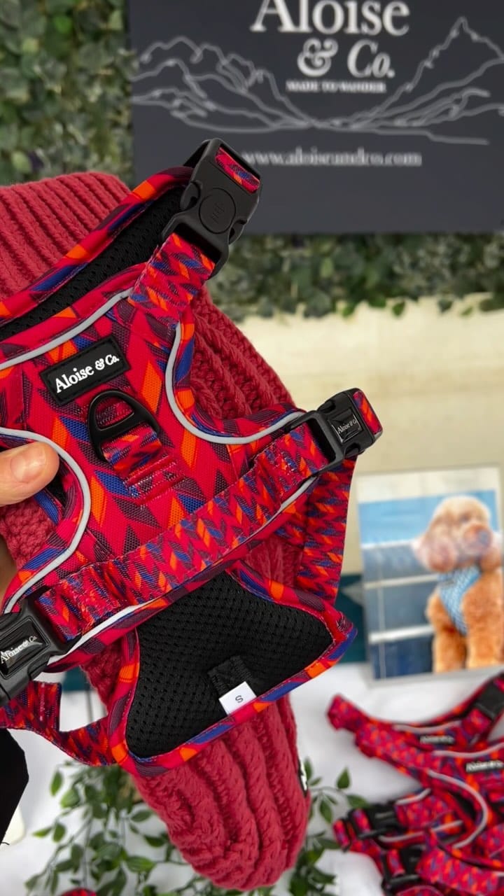 Post 6 by Aloise & Co Made to Wander ᴛᴍ | Dog Harnesses, Collars, Leads on Instagram (video)