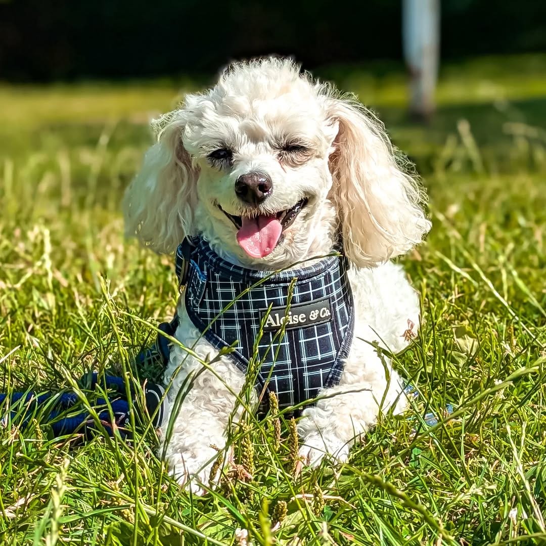 Post 1 by Aloise & Co Made to Wander ᴛᴍ | Dog Harnesses, Collars, Leads on Instagram (carousel)