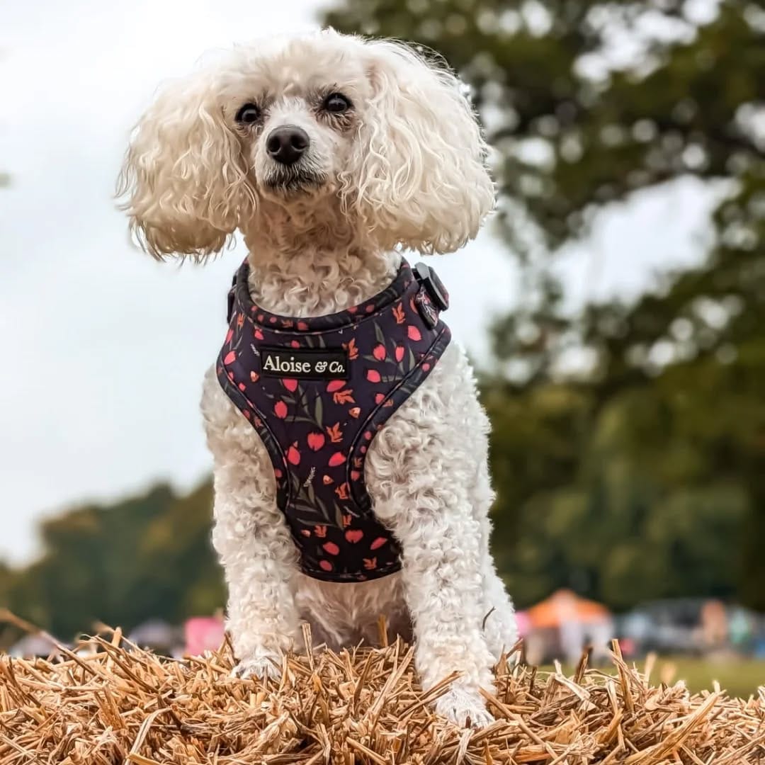 Post 3 by Aloise & Co Made to Wander ᴛᴍ | Dog Harnesses, Collars, Leads on Instagram (image)