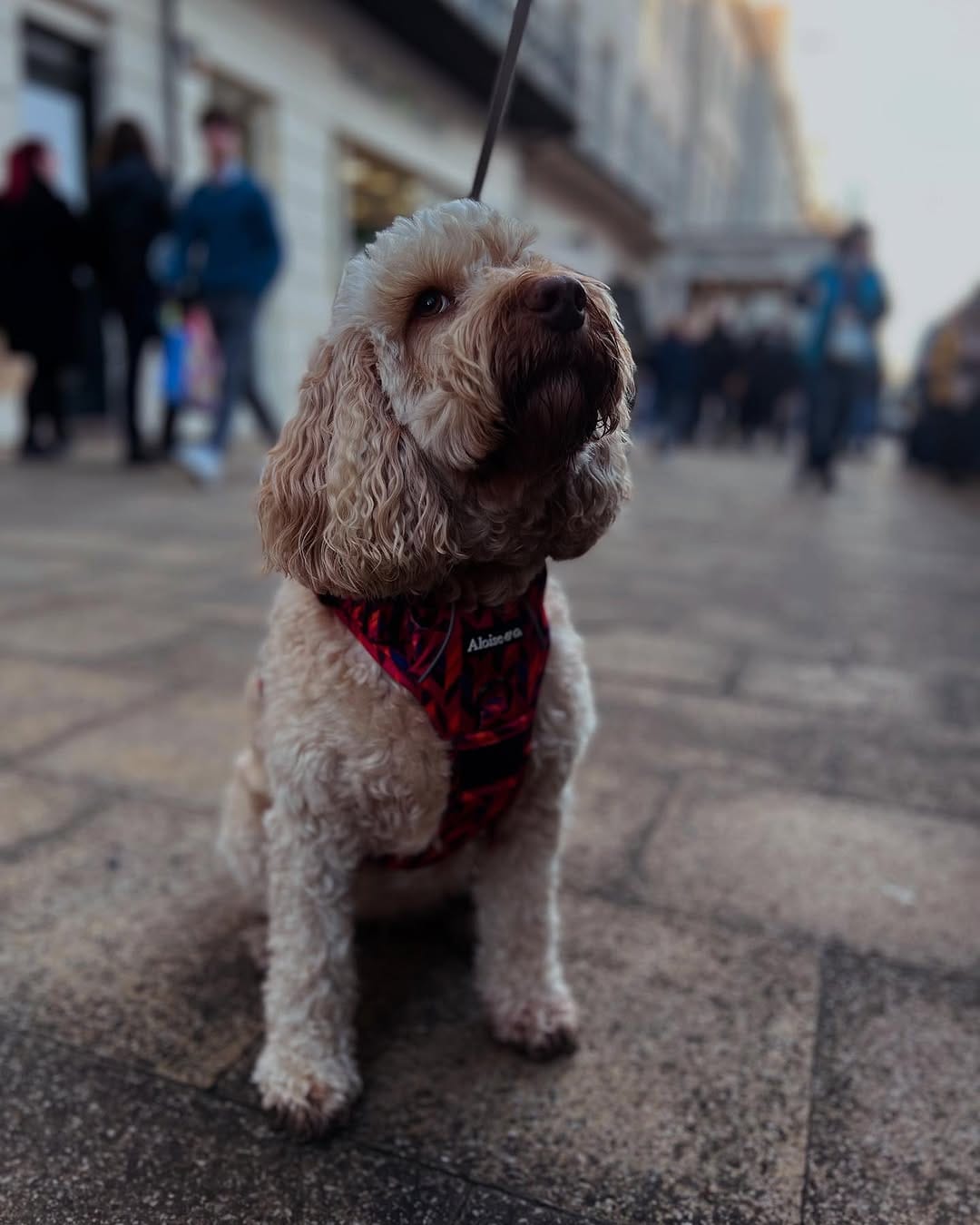 Post 2 by Aloise & Co Made to Wander ᴛᴍ | Dog Harnesses, Collars, Leads on Instagram (carousel)