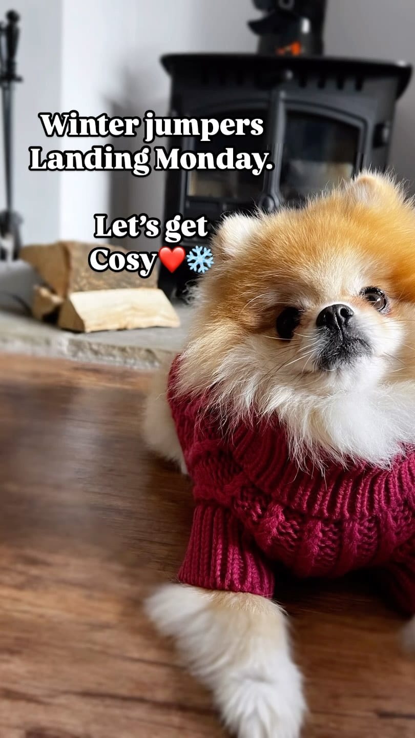 Post 9 by Aloise & Co Made to Wander ᴛᴍ | Dog Harnesses, Collars, Leads on Instagram (video)
