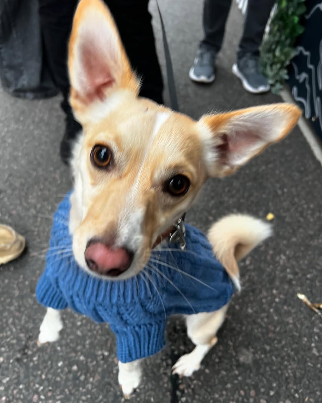 Post 4 by Aloise & Co Made to Wander ᴛᴍ | Dog Harnesses, Collars, Leads on Instagram (carousel)