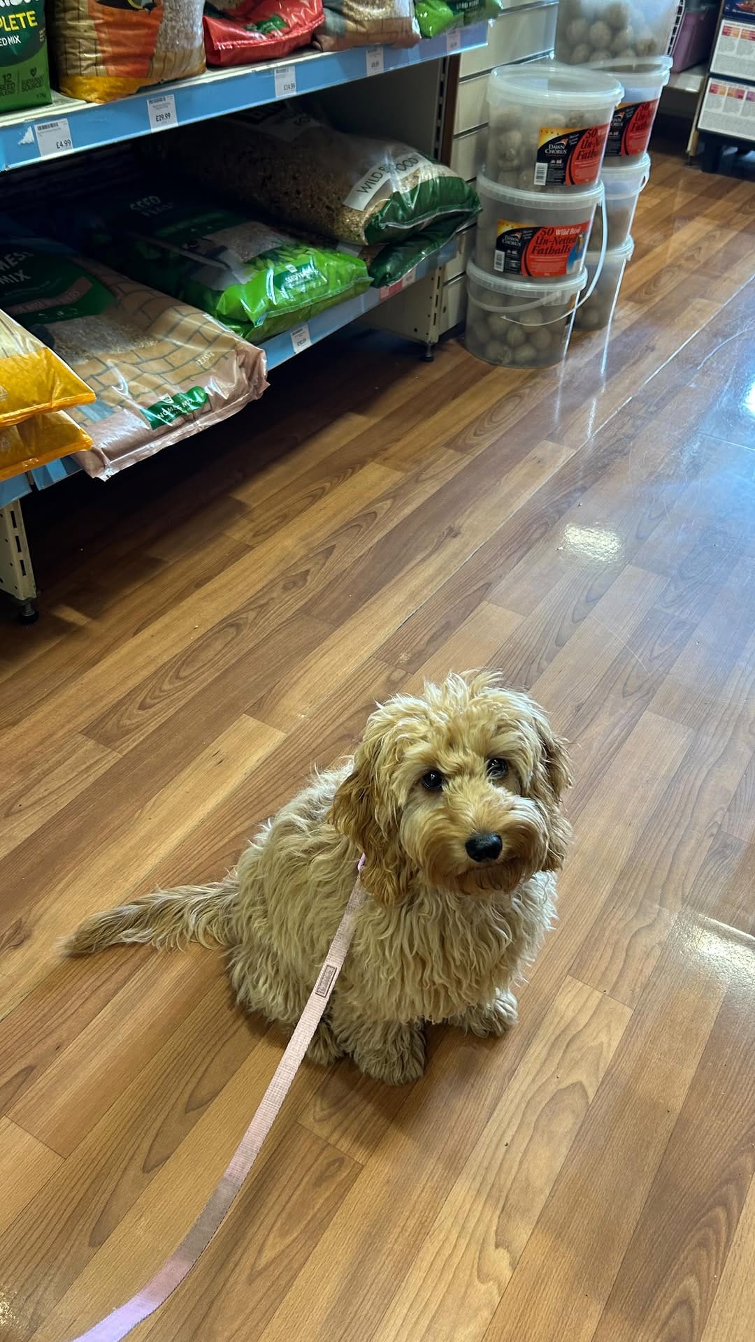 Post 1 by Paws Dog Walking & Grooming on Instagram (video)