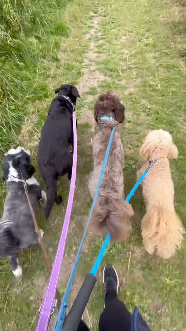 Post 6 by Paws Dog Walking & Grooming on Instagram (video)