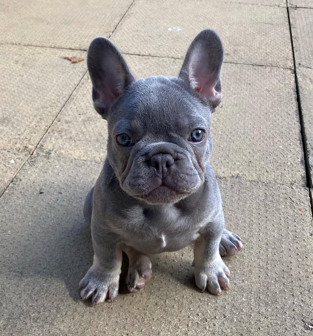 Post 10 by Paws Dog Walking & Grooming on Instagram (image)