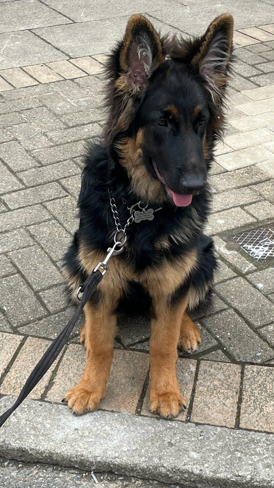 Post 8 by Paws Dog Walking & Grooming on Instagram (video)