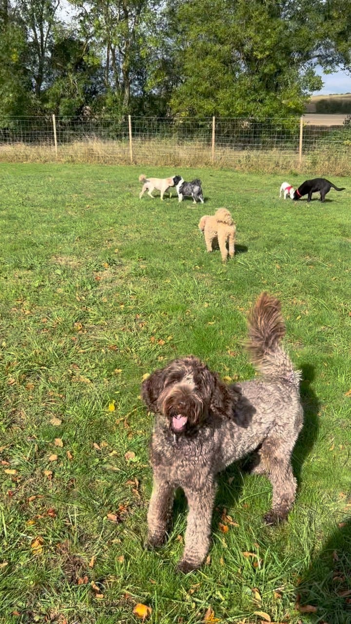 Post 3 by Paws Dog Walking & Grooming on Instagram (video)