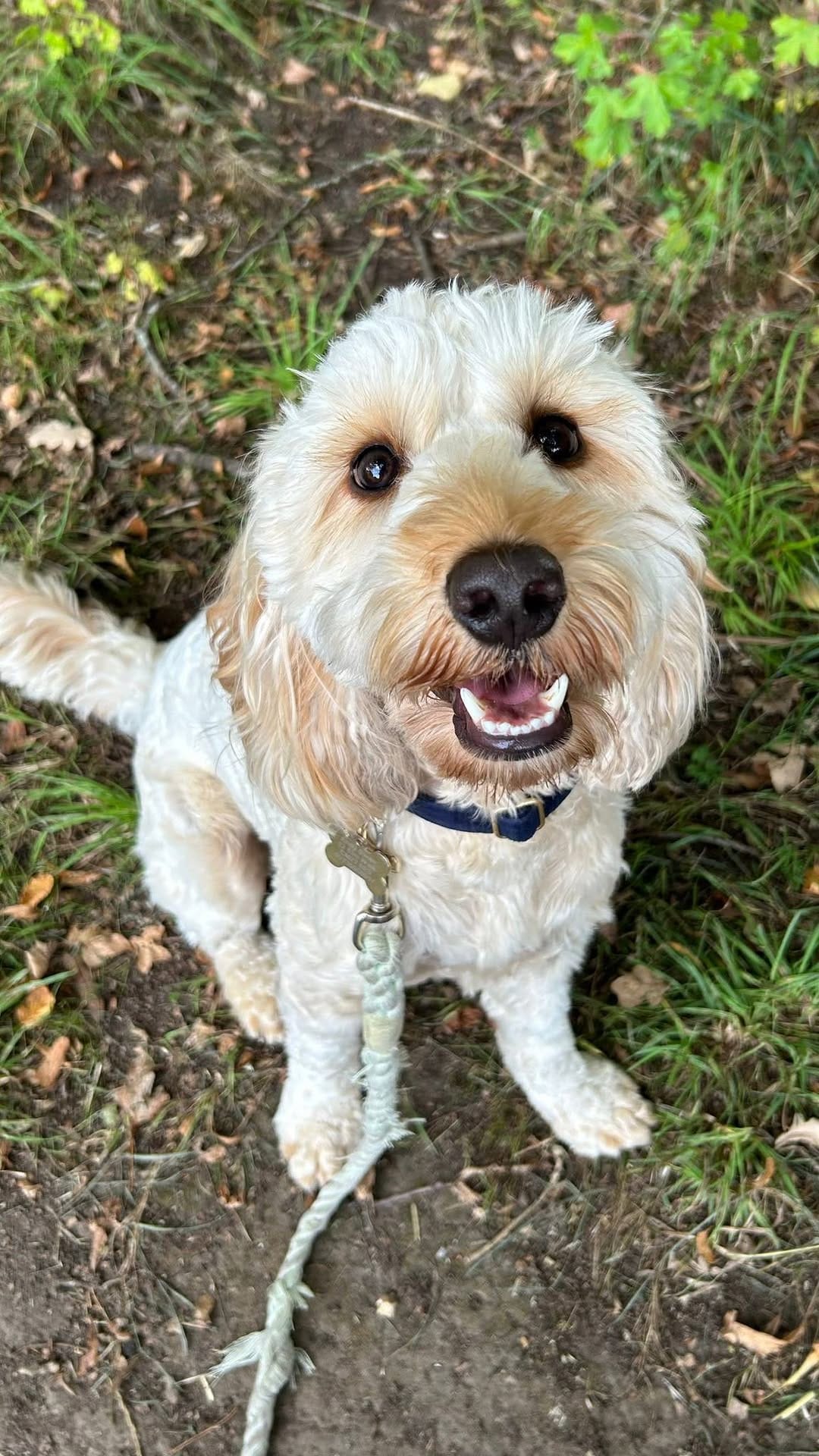 Post 4 by Paws Dog Walking & Grooming on Instagram (video)