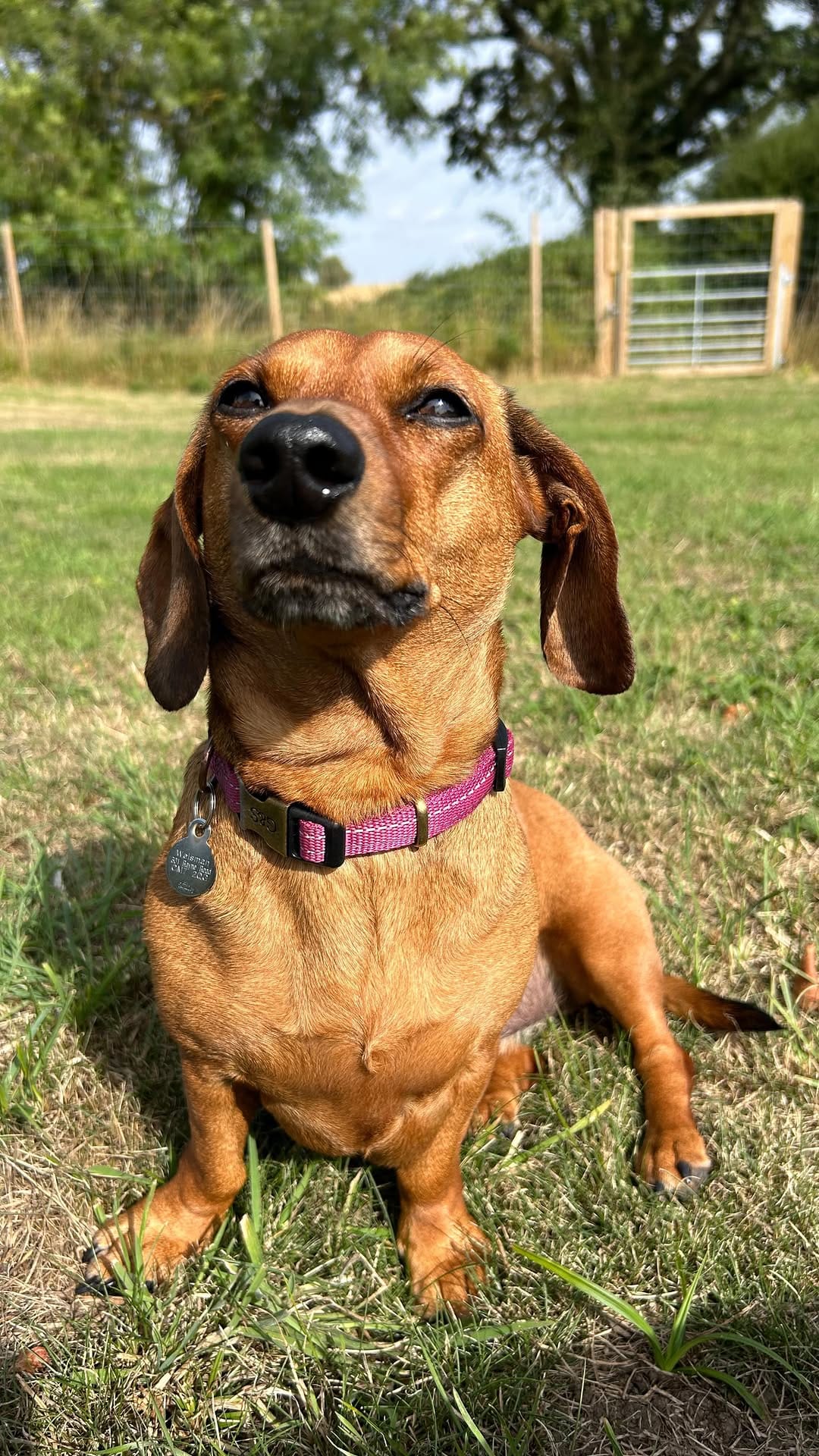 Post 5 by Paws Dog Walking & Grooming on Instagram (video)