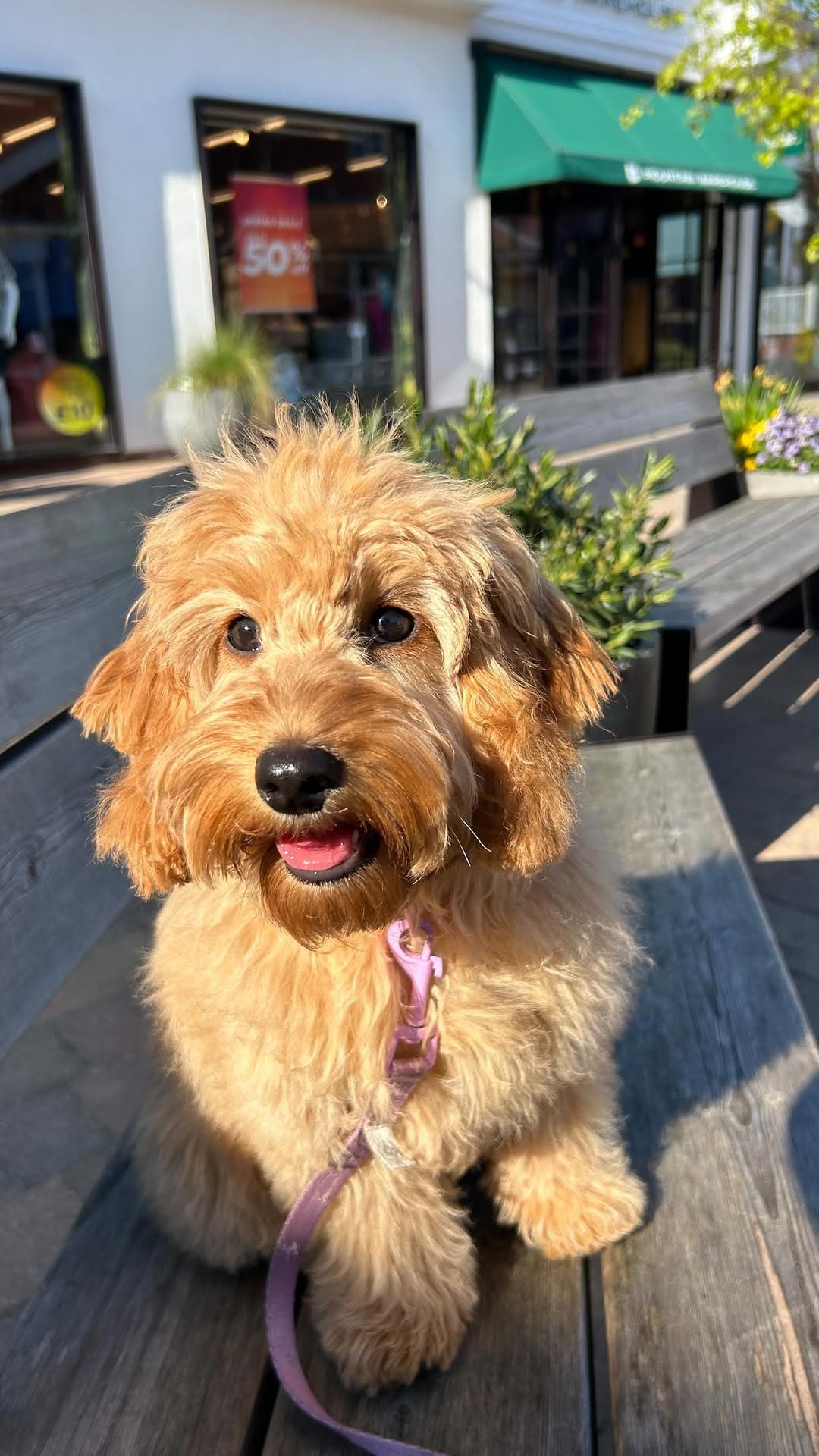 Post 2 by Paws Dog Walking & Grooming on Instagram (video)