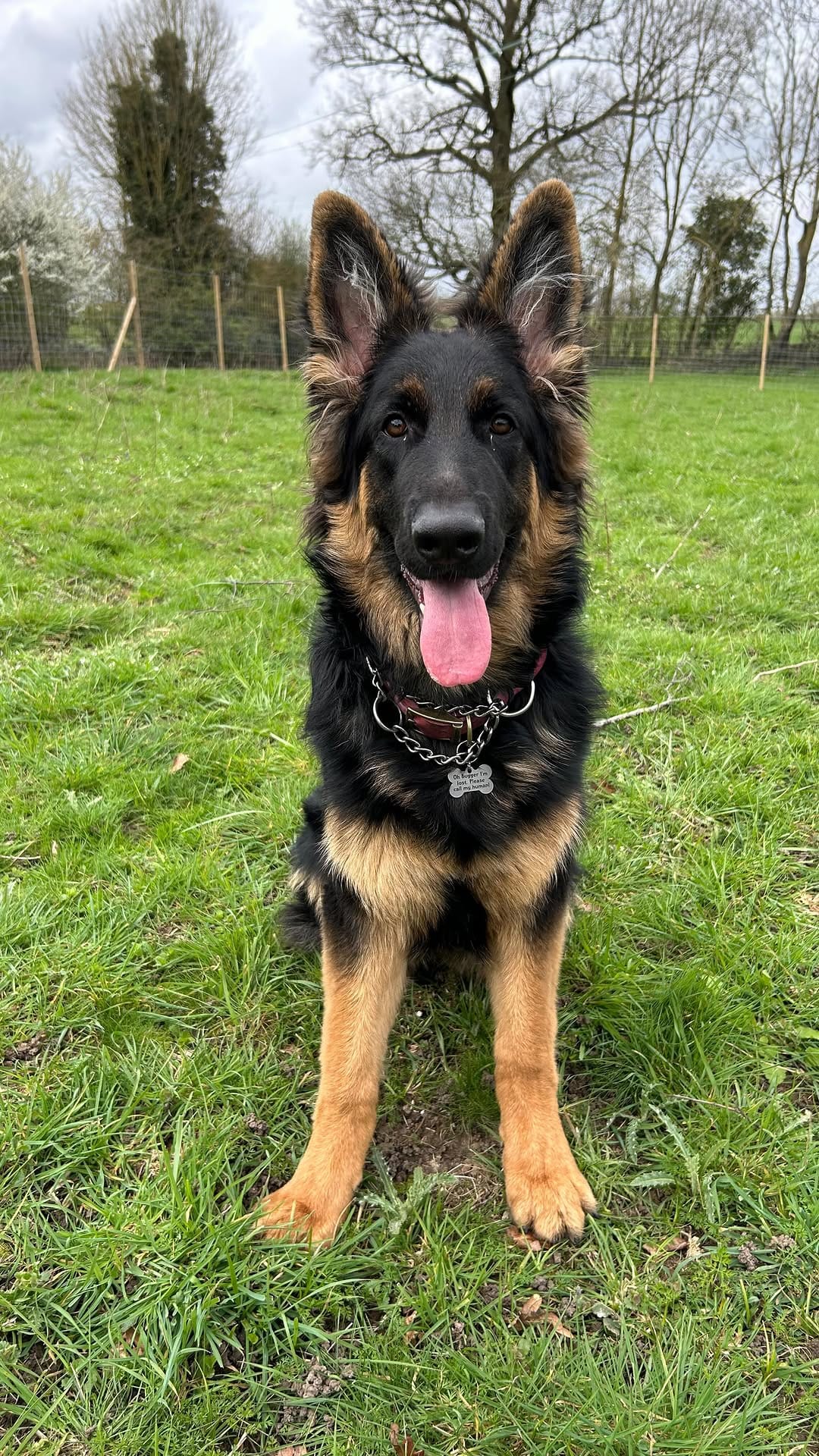 Post 7 by Paws Dog Walking & Grooming on Instagram (video)