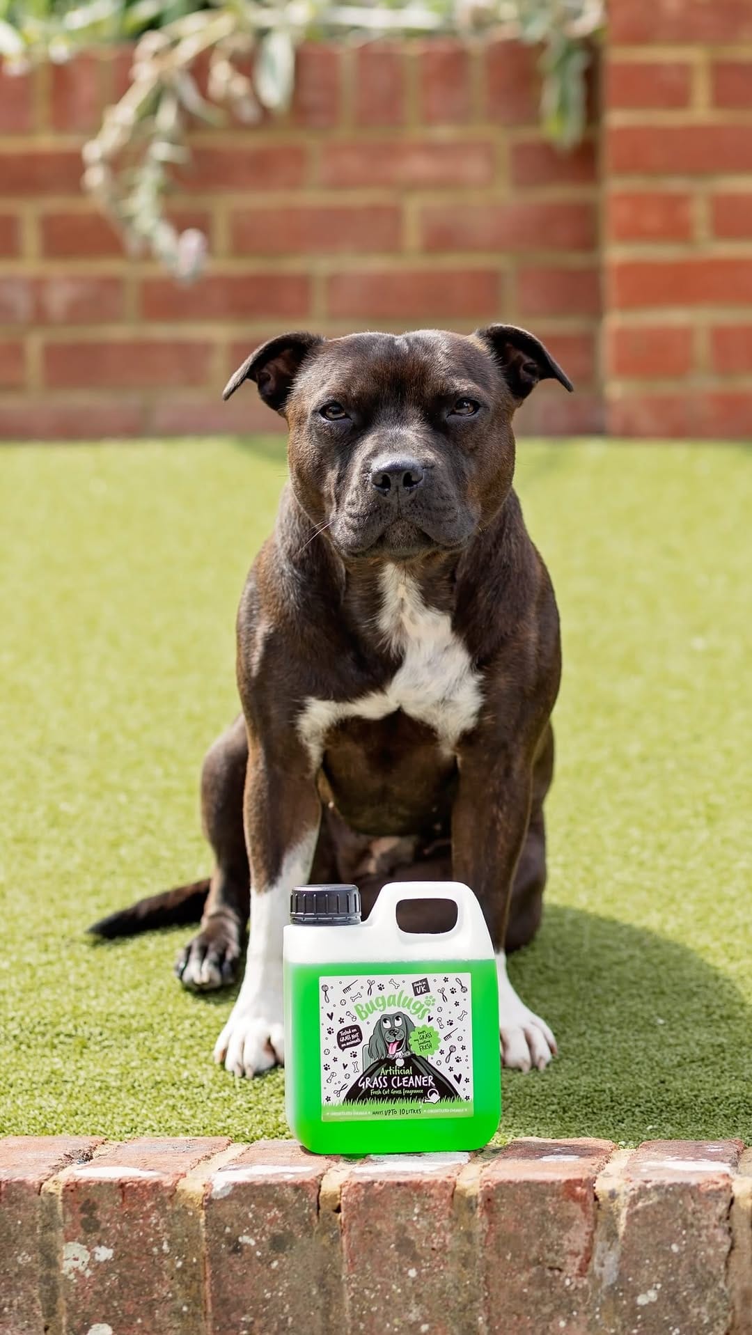 Post 1 by Bugalugs Pet Care on Instagram (video)