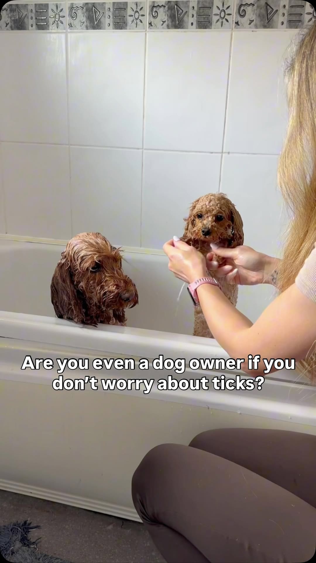 Post 9 by Bugalugs Pet Care on Instagram (video)