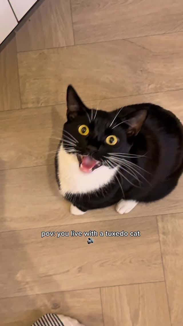 Post 3 by Ria, Pearl & Louie ✨🫶🏻🐾 on Instagram (video)