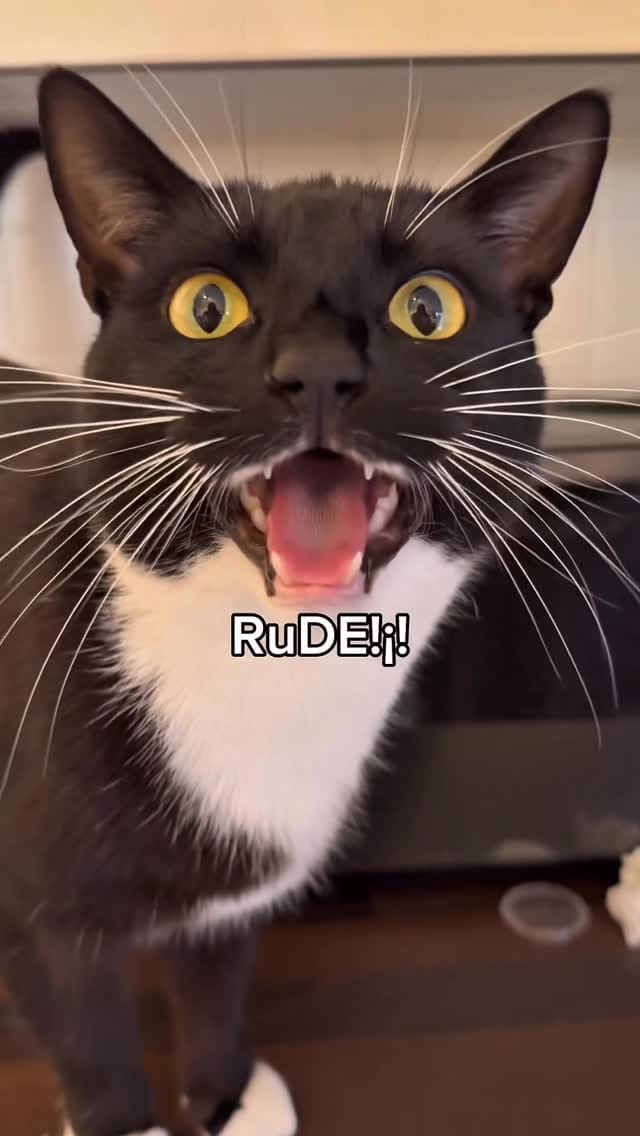 Post 4 by Ria, Pearl & Louie ✨🫶🏻🐾 on Instagram (video)