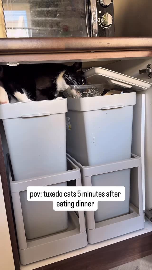 Post 7 by Ria, Pearl & Louie ✨🫶🏻🐾 on Instagram (video)
