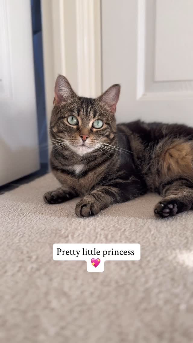 Post 10 by Ria, Pearl & Louie ✨🫶🏻🐾 on Instagram (video)