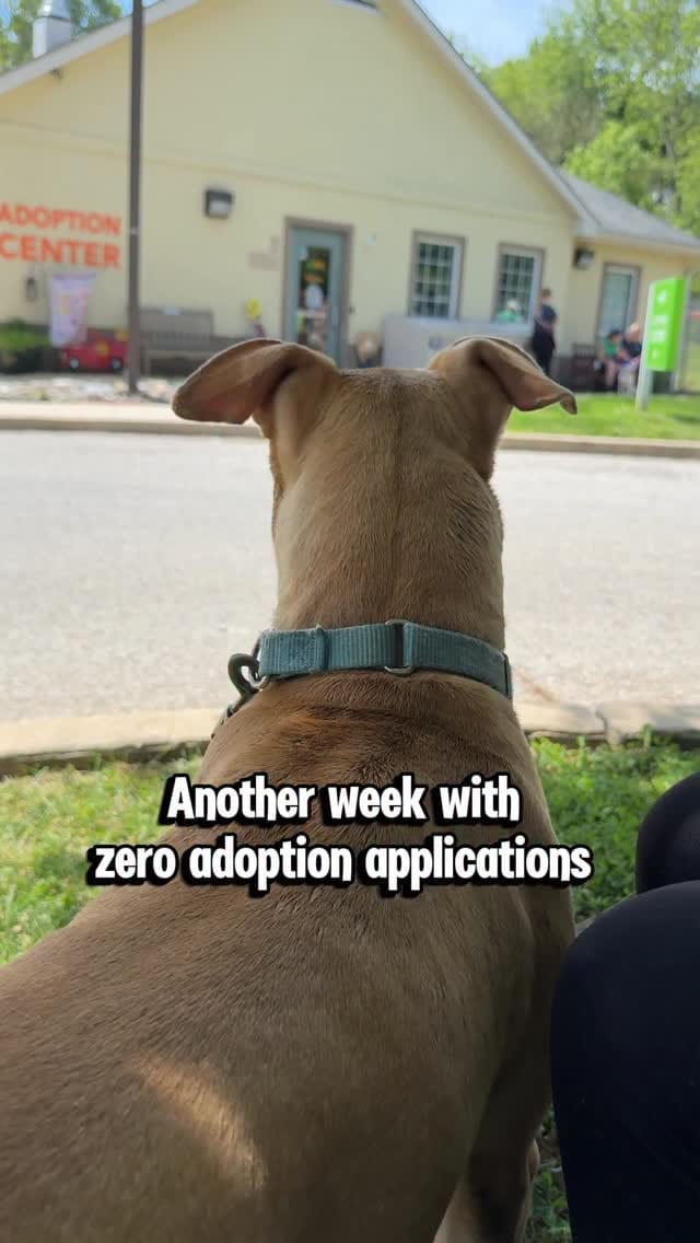 Post 4 by Homeward Bound Pet Adoption on Instagram (video)