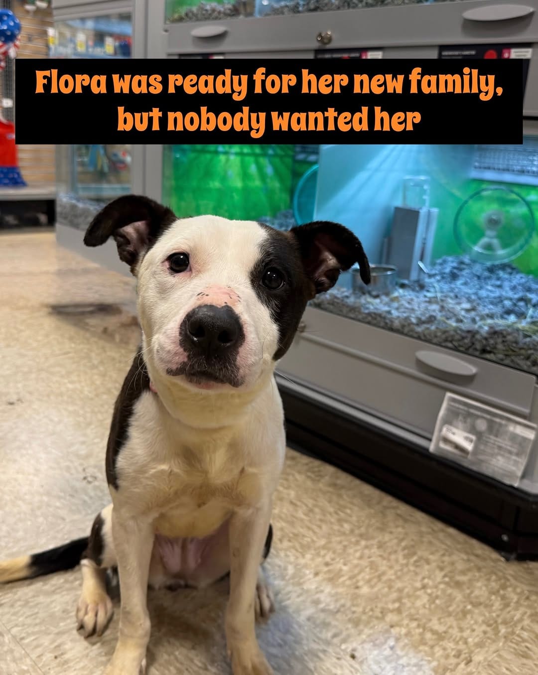Post 2 by Homeward Bound Pet Adoption on Instagram (carousel)