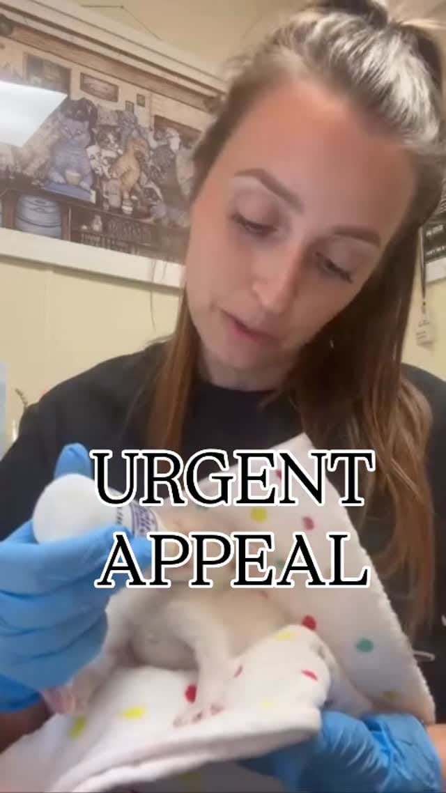 Post 6 by Homeward Bound Pet Adoption on Instagram (video)
