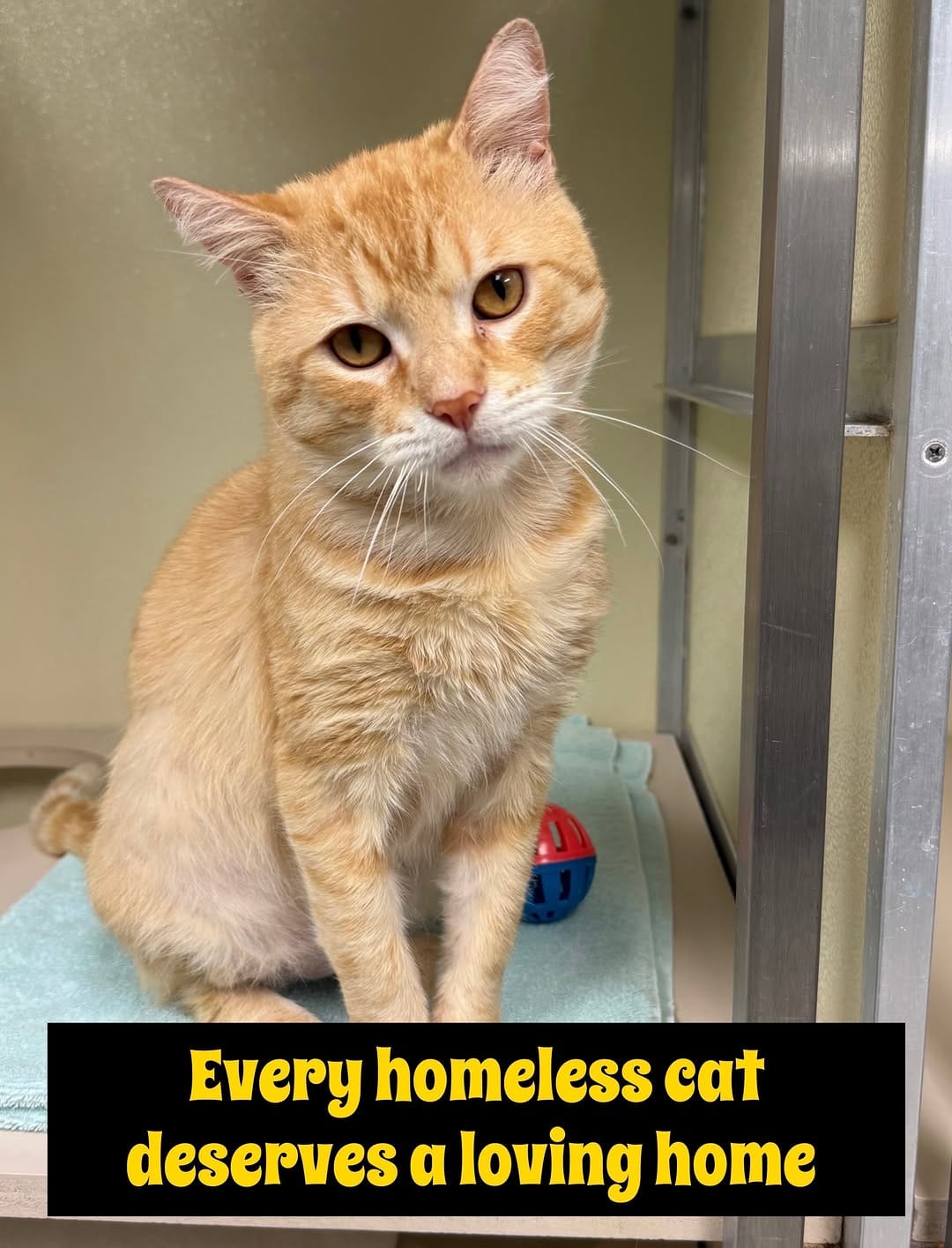Post 7 by Homeward Bound Pet Adoption on Instagram (carousel)